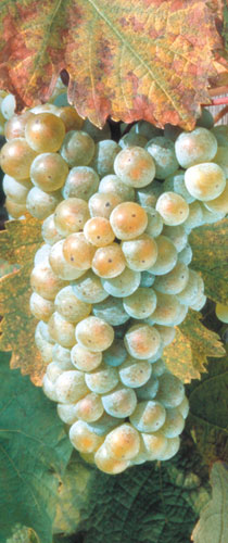Riesling