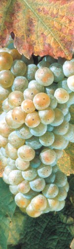 Riesling
