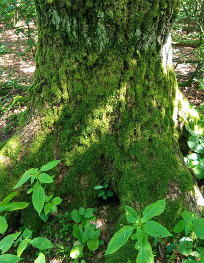 Kr&auml;uter mit allen Sinnen 