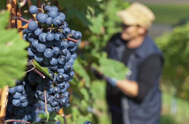 Bönnigheimer Weinwege  