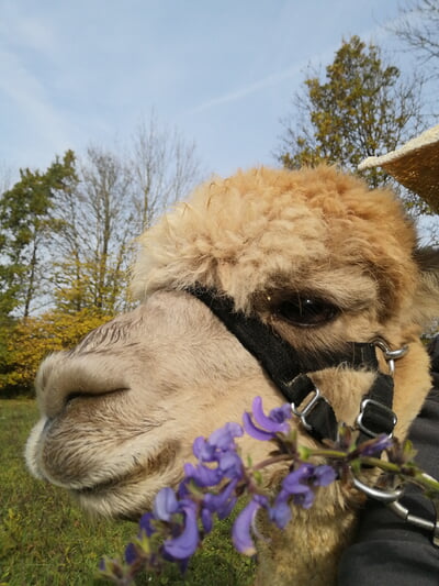 Kräuterführung mit Alpakas