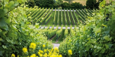 Weinterrassen-Tour