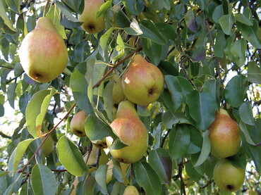 Obstsortengarten