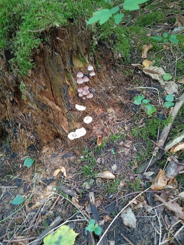Pilze an einem Baumstumpf