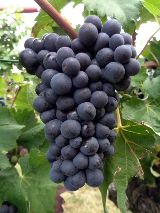 Vollreife Schwarzrieslingtraube