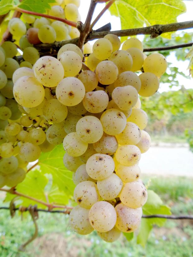 Reife Rieslingtraube