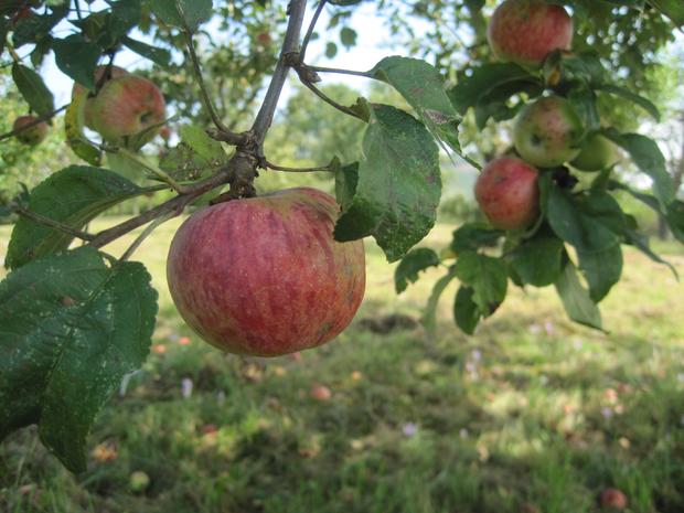 Die Bodenqualit&auml;t spielt f&uuml;r Streuobstwiesen eine wichtige Rolle