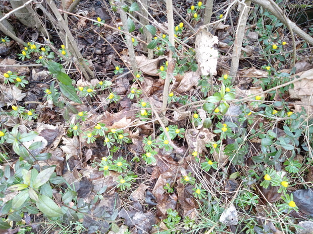 Winterlinge an einer Hecke