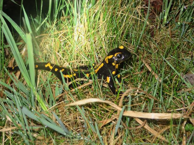 Salamander auf Wanderung