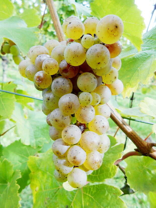 Rieslingtraube