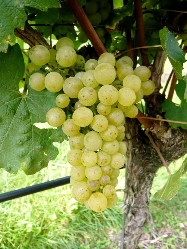 Chardonnaytraube