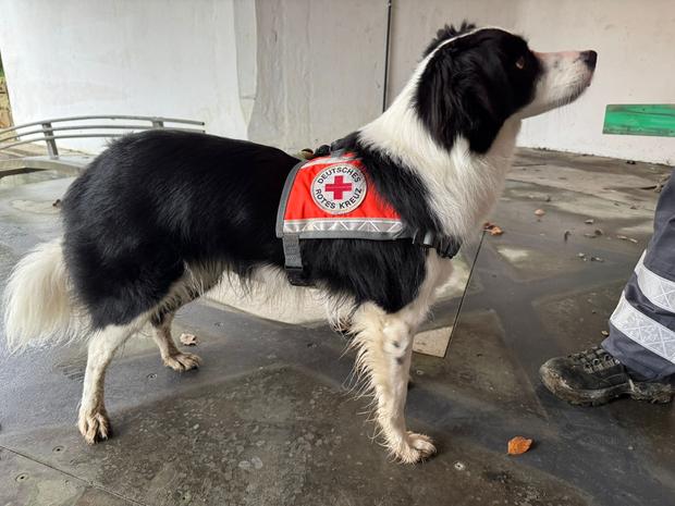 Rettungshund der Rettungshundestaffel Ludwigsburg