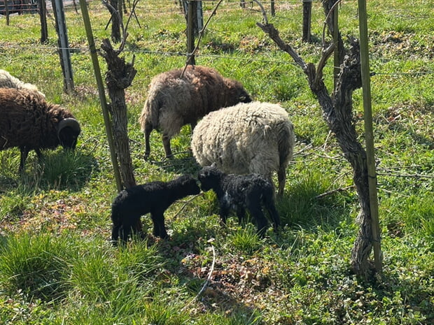 Die bretonischen Zwergschafe sind die &ouml;kologischen Rasenm&auml;her der Weinkultur Kirchheim