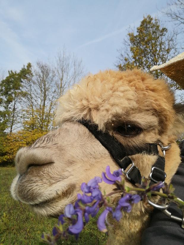 Kr&auml;uterf&uuml;hrung mit Alpakas