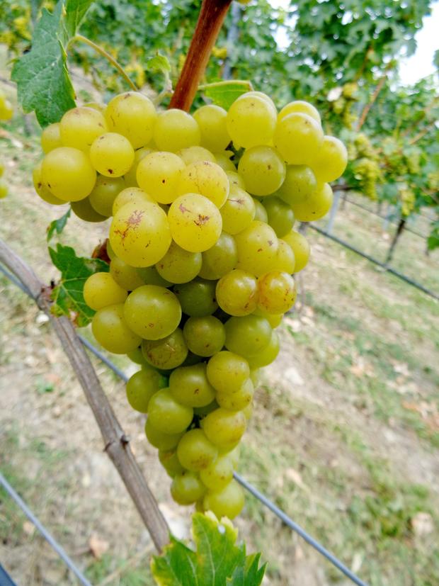 Sauvignon Blanc