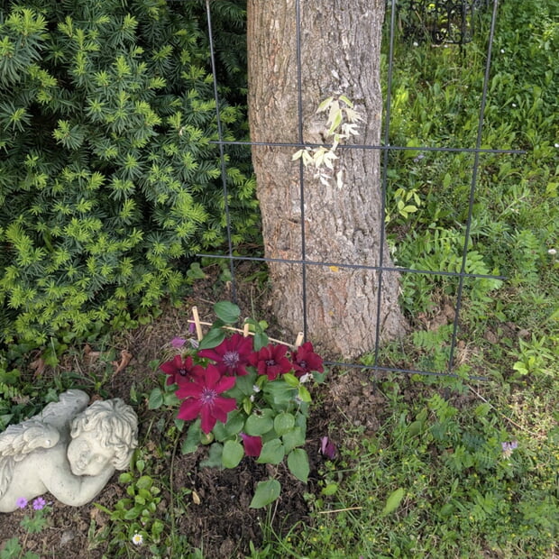 Kletterpflanze im Garten