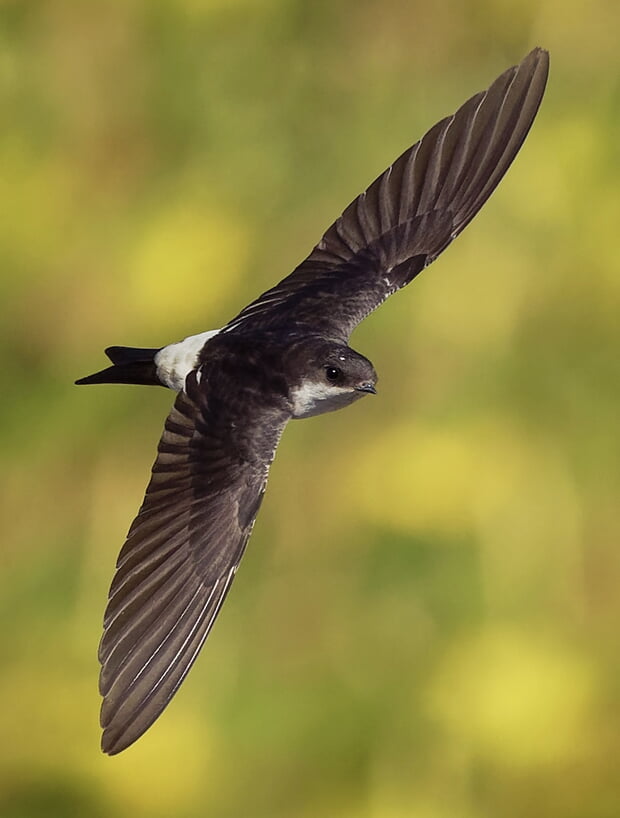Die Mehlschwalbe ist Vogel des Jahres 2027