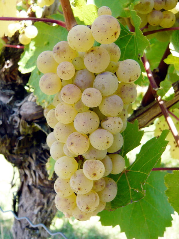 Rieslingtraube